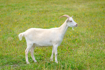 Beautiful white goat. Home pet on the farm.