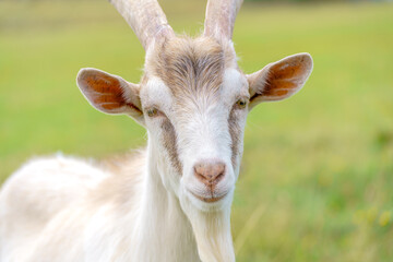 Beautiful white goat. Home pet on the farm.