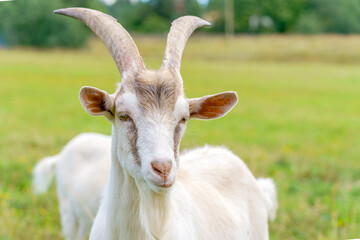 Beautiful white goat. Home pet on the farm.