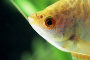 Marbled gourami in an aquarium. Honey gourami. Labyrinth Golden fish. Orange colored bodie. Aquarium fish