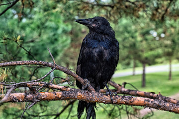 A black rook chick sits on a tree branch...