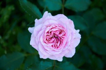 Pink rose close-up in summer in the garden. Beautiful floral background. Valentine's day and holidays. Love and tenderness