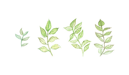 Watercolor green leaves set isolated on white background. Illustration for wedding, floral shops, packaging, prints.
