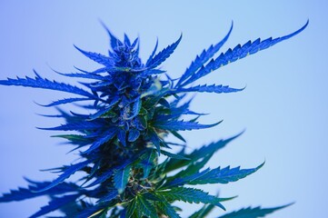cannabis plant with big leaves and flowering bud. Medical Marijuana plant. Aesthetic look on...