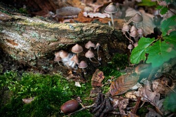 Champignons Mushrooms