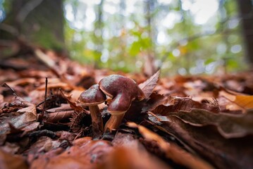 Champignons Mushrooms