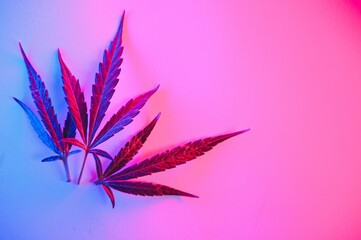 Cannabis leaf, Marijuana leaves isolated on colored background.