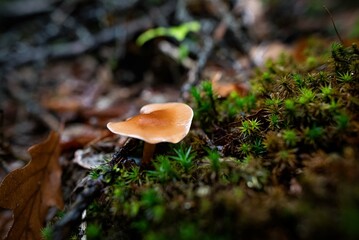 Champignons Mushrooms