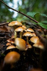 Champignons Mushrooms