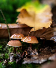 Champignons Mushrooms