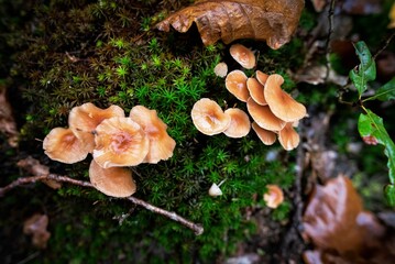 Champignons Mushrooms