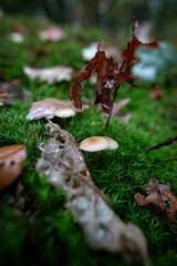 Champignons Mushrooms