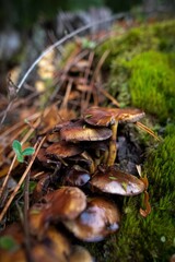 Champignons Mushrooms