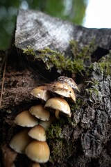 Champignons Mushrooms