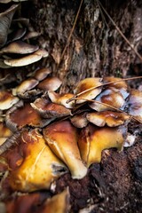 Champignons Mushrooms