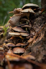 Champignons Mushrooms