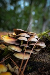 Champignons Mushrooms