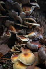 Champignons Mushrooms