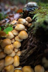 Champignons Mushrooms