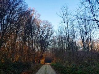 Fototapeta premium sunset through siluette of trees