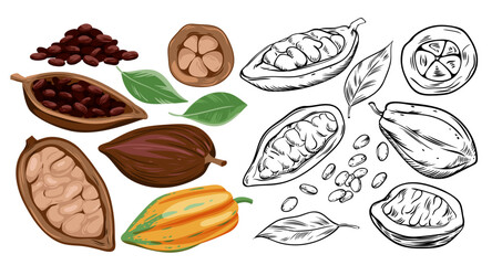 Cocoa beans set vector illustration. Cartoon isolated plant with pod and sketch black line icons of fruit from cocoa plantation and pile of healthy organic seeds for roasting, chocolate production