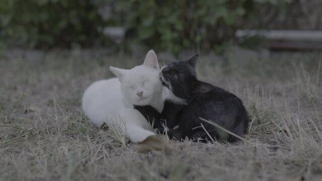 A white and a black cat lie on the grass and lick each other's fur Rec.2020 PQ