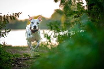 pit bull terrier runs along a forest path between grass and trees