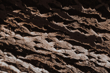 Tree bark poplar larch tree structure