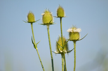 Closeup of green cutleaf teasel seeds on blue sky background