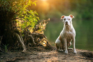 pit bull terrier on the shore of the lake, dog in nature at sunset - obrazy, fototapety, plakaty