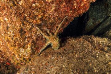 octopus leaning on a large rock in a defensive position in front of our presence