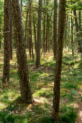 Larch trees near Driedorp in a forest in The Netherlands.