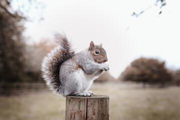 squirrel in the park - obrazy, fototapety, plakaty