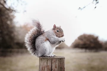 Tableaux ronds sur aluminium Écureuil écureuil dans le parc