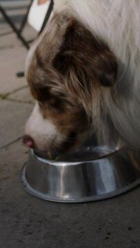  border collie dog drinking water from metal bowl