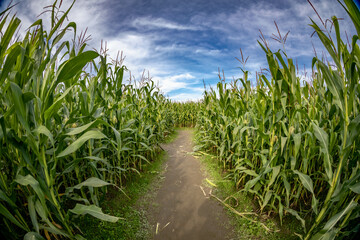 Corn maze. 