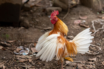 Brown rooster flapping its wings in the field looking at the camera