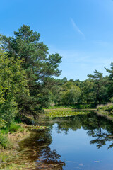Fototapeta premium Natural on Appel estate (Landgoed Appel) near Nijkerk in The Netherlands.
