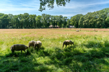 Sheep in a field on historic estate in Nijkerk (Appel-'t Woud) in The Netherlands.
