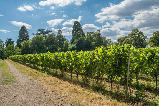 wingert am schlo&szlig;garten kirchheimbolanden