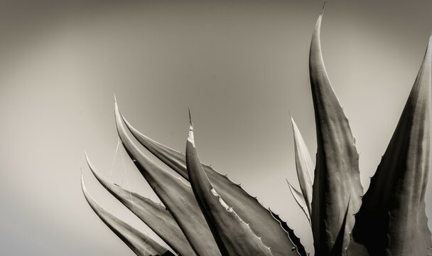 Maguey Pulquero, detalle de l&iacute;neas y textura 