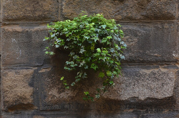 Ivy Plant on the Wall