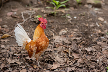 Brown rooster standing in the field looking at the camera, with copy space