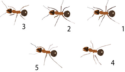 Ant walk cycle, image sequence for animation.