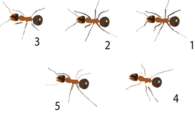 Ant walk cycle, image sequence for animation.