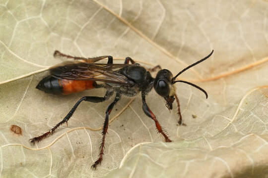 Closeup on the red and black, European Golden Sand Wasp, Sphex funerarius sitting on a dried leaf