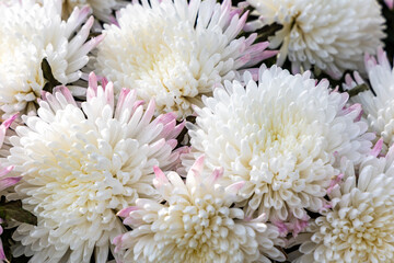 White chrysanthemum flowers from above view