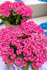 Fototapeta na wymiar Kalanchoe blossfeldiana flowers at a flower show