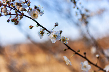 Close up of a beautiful branch of a tree with almond blossoms, Strunjan. Slovenia