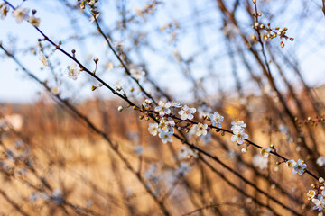 Close up of a beautiful branch of a tree with almond blossoms, Strunjan. Slovenia